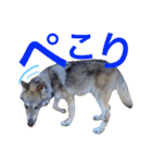 JCW狼犬ブーリ ① Wolfdog（個別スタンプ：18）
