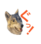 JCW狼犬ブーリ ① Wolfdog（個別スタンプ：19）