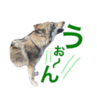 JCW狼犬ブーリ ① Wolfdog（個別スタンプ：20）