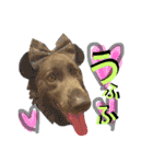 JCW狼犬ブーリ ① Wolfdog（個別スタンプ：22）