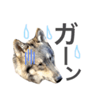 JCW狼犬ブーリ ① Wolfdog（個別スタンプ：23）