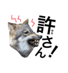 JCW狼犬ブーリ ① Wolfdog（個別スタンプ：24）