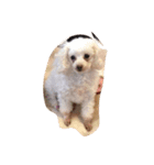 パフこぴー♬（個別スタンプ：1）
