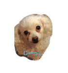 パフこぴー♬（個別スタンプ：2）