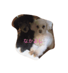 パフこぴー♬（個別スタンプ：3）