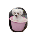 パフこぴー♬（個別スタンプ：6）