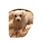 パフこぴー♬（個別スタンプ：11）