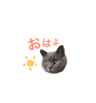 キリハクネリ（個別スタンプ：1）