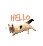 キリハクネリ（個別スタンプ：3）