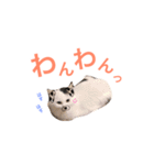 キリハクネリ（個別スタンプ：5）