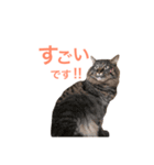 キリハクネリ（個別スタンプ：6）
