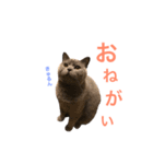 キリハクネリ（個別スタンプ：7）