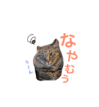キリハクネリ（個別スタンプ：10）