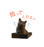キリハクネリ（個別スタンプ：11）