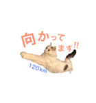 キリハクネリ（個別スタンプ：14）