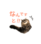 キリハクネリ（個別スタンプ：16）
