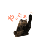 キリハクネリ（個別スタンプ：17）