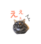キリハクネリ（個別スタンプ：19）