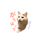 キリハクネリ（個別スタンプ：22）