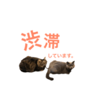 キリハクネリ（個別スタンプ：23）