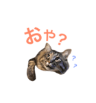 キリハクネリ（個別スタンプ：24）
