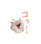 キリハクネリ（個別スタンプ：27）