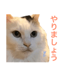 キリハクネリ（個別スタンプ：34）