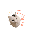 キリハクネリ（個別スタンプ：36）
