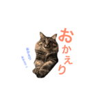 キリハクネリ（個別スタンプ：37）