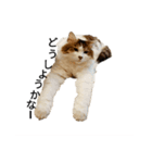 猫で日常の雑な返事（個別スタンプ：1）