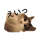 猫で日常の雑な返事（個別スタンプ：2）
