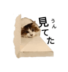 猫で日常の雑な返事（個別スタンプ：3）