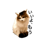 猫で日常の雑な返事（個別スタンプ：4）
