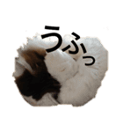 猫で日常の雑な返事（個別スタンプ：6）