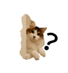 猫で日常の雑な返事（個別スタンプ：7）