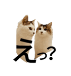 猫で日常の雑な返事（個別スタンプ：8）