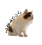猫で日常の雑な返事（個別スタンプ：10）