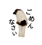 猫で日常の雑な返事（個別スタンプ：12）