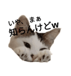 猫で日常の雑な返事（個別スタンプ：14）