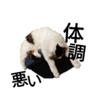 猫で日常の雑な返事（個別スタンプ：15）