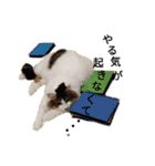 猫で日常の雑な返事（個別スタンプ：16）