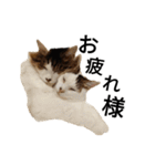 猫で日常の雑な返事（個別スタンプ：17）