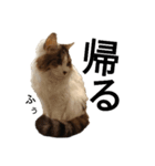 猫で日常の雑な返事（個別スタンプ：18）