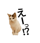 猫で日常の雑な返事（個別スタンプ：19）
