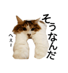 猫で日常の雑な返事（個別スタンプ：20）