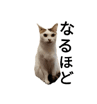 猫で日常の雑な返事（個別スタンプ：21）
