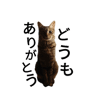 猫で日常の雑な返事（個別スタンプ：22）