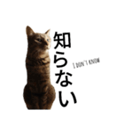 猫で日常の雑な返事（個別スタンプ：23）