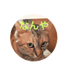 猫日（個別スタンプ：1）