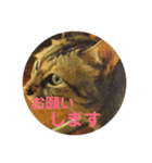 猫日（個別スタンプ：2）